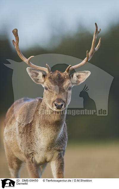 Damwild / fallow deer / DMS-09450
