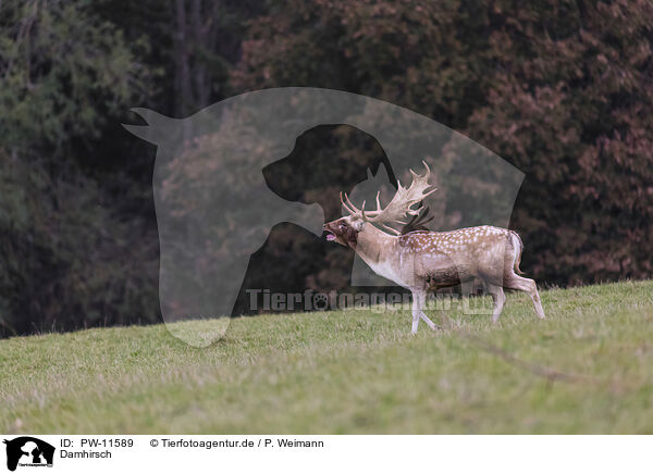 Damhirsch / Fallow deer / PW-11589