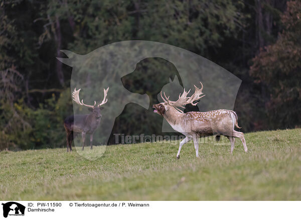 Damhirsche / Fallow deer / PW-11590