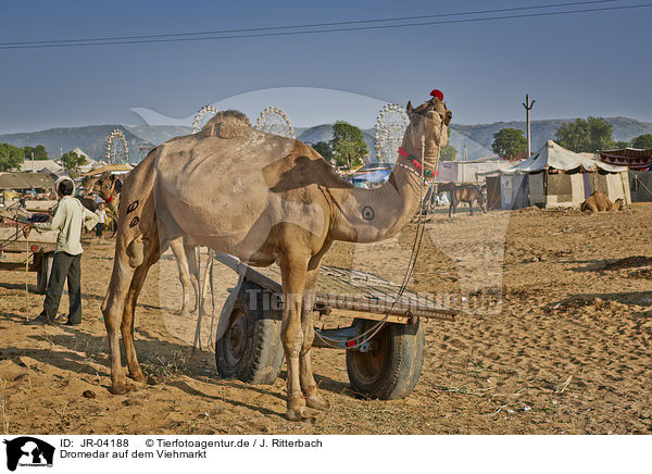 Dromedar auf dem Viehmarkt / Dromedary Camel on the animal market / JR-04188