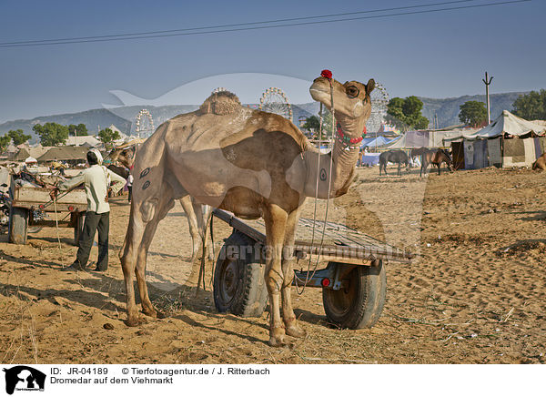 Dromedar auf dem Viehmarkt / Dromedary Camel on the animal market / JR-04189