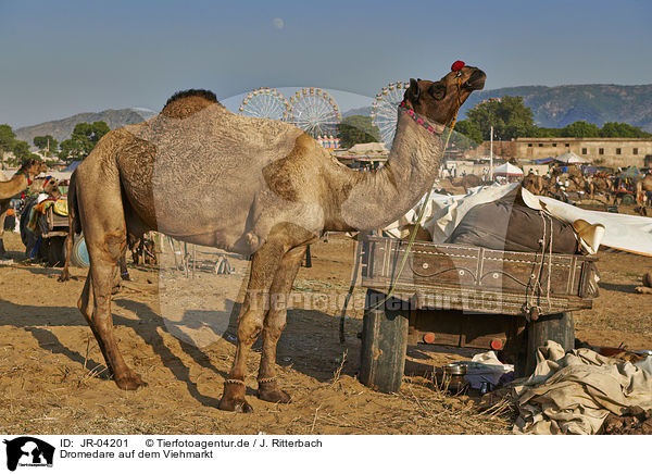 Dromedare auf dem Viehmarkt / Dromedary Camel on the animal market / JR-04201