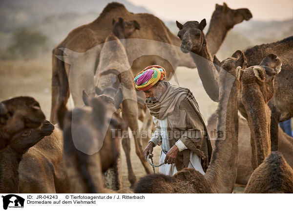 Dromedare auf dem Viehmarkt / Dromedary Camel on the animal market / JR-04243