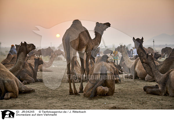 Dromedare auf dem Viehmarkt / Dromedary Camel on the animal market / JR-04245