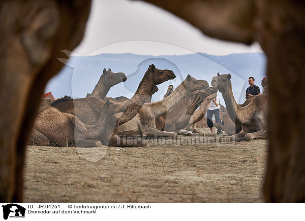 Dromedar auf dem Viehmarkt / Dromedary Camel on the animal market / JR-04251