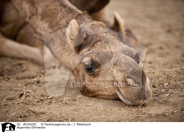 liegendes Dromedar / lying Dromedary Camel / JR-04252