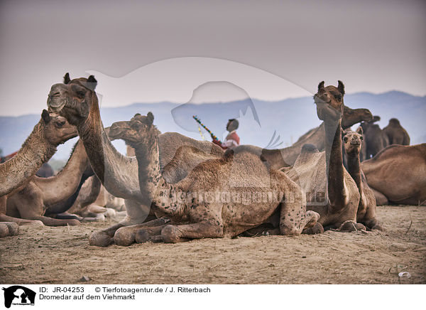 Dromedar auf dem Viehmarkt / Dromedary Camel on the animal market / JR-04253