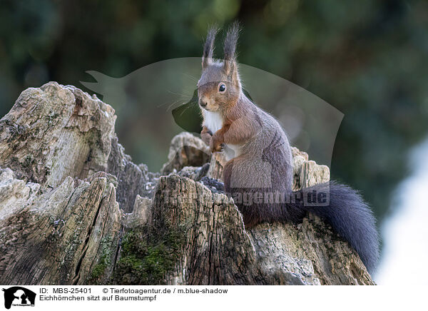 Eichhrnchen sitzt auf Baumstumpf / Squirrel sitting on tree stump / MBS-25401