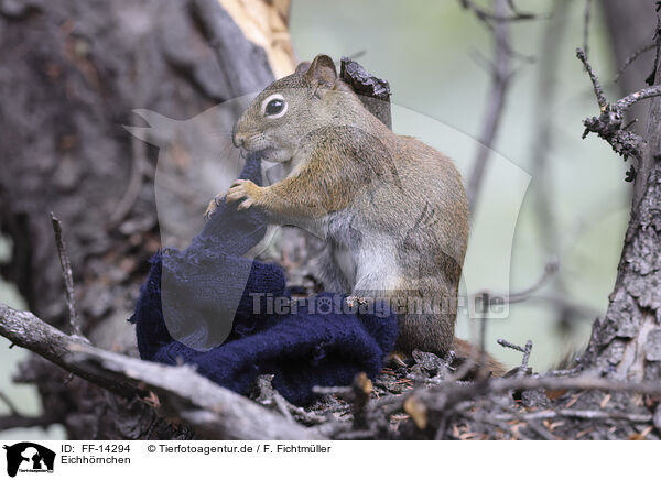 Eichhrnchen / squirrel / FF-14294