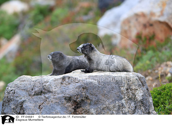 Eisgraue Murmeltiere / hoary marmots / FF-04681