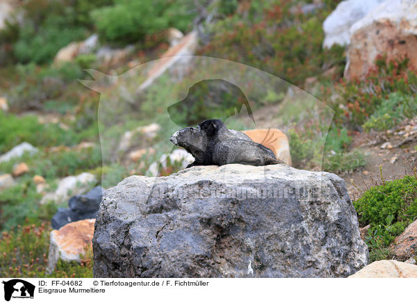 Eisgraue Murmeltiere / hoary marmots / FF-04682