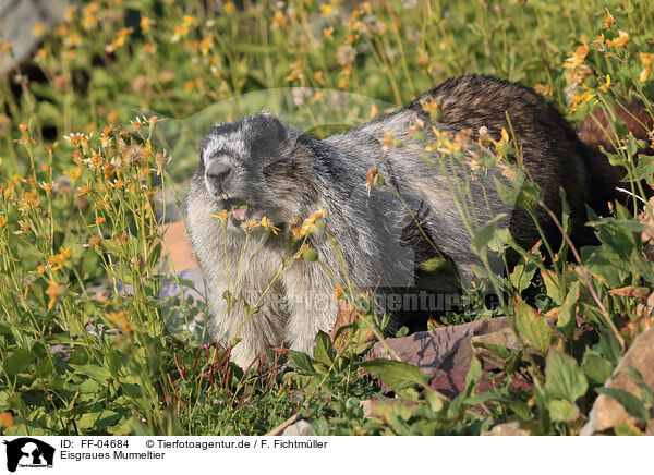 Eisgraues Murmeltier / hoary marmot / FF-04684