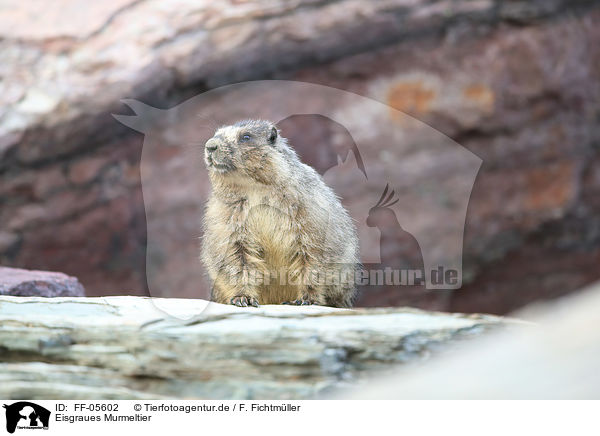 Eisgraues Murmeltier / hoary marmot / FF-05602
