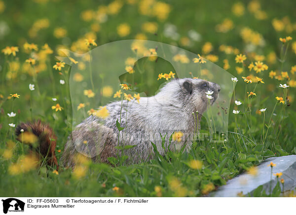 Eisgraues Murmeltier / hoary marmot / FF-05603