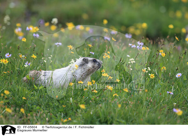Eisgraues Murmeltier / hoary marmot / FF-05604
