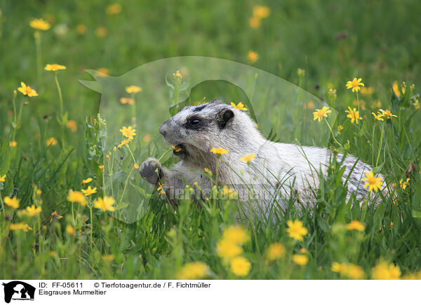 Eisgraues Murmeltier / hoary marmot / FF-05611