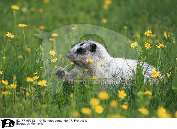Eisgraues Murmeltier / hoary marmot / FF-05612