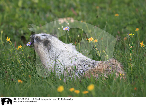 Eisgraues Murmeltier / hoary marmot / FF-05614