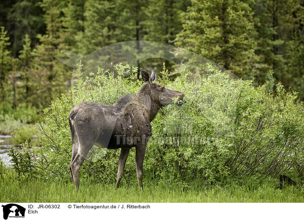Elch / moose / JR-06302