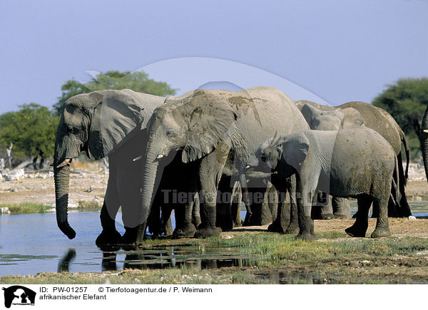 afrikanischer Elefant / PW-01257