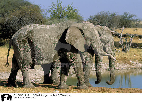 afrikanischer Elefant / Elephant / PW-01259