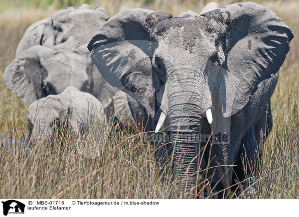 laufende Elefanten / walking elephants / MBS-01715