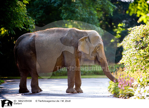 Elefant / MAZ-05438