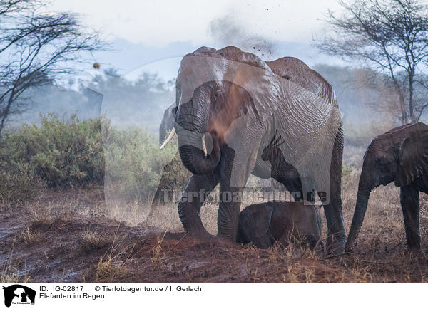 Elefanten im Regen / Elephants in the rain / IG-02817