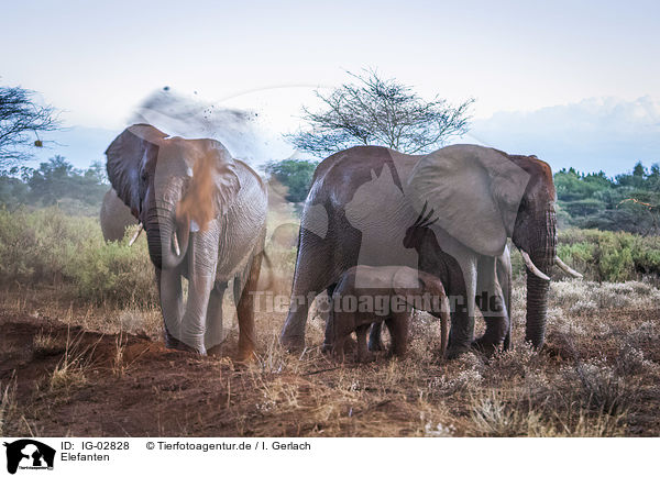 Elefanten / Elephants / IG-02828
