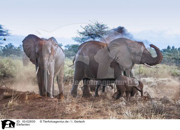 Elefanten / Elephants / IG-02830