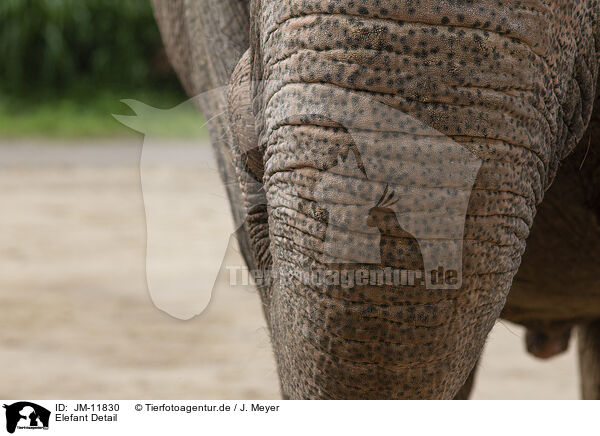 Elefant Detail / elephant detail / JM-11830