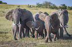 rennende Elefanten