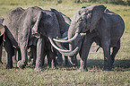 stehende Elefanten
