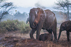 Elefanten im Regen