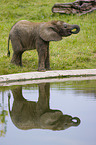 4 Monate alter Baby Elefant