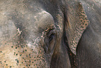 Elefant Detail