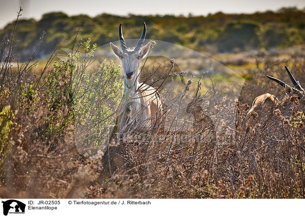 Elenantilope / common eland / JR-02505