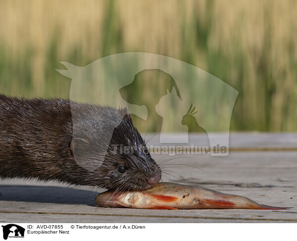 Europischer Nerz / european mink / AVD-07855