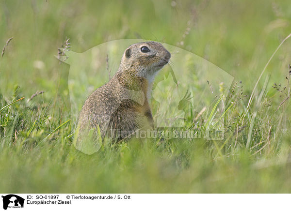 Europischer Ziesel / European Ground Squirrel / SO-01897