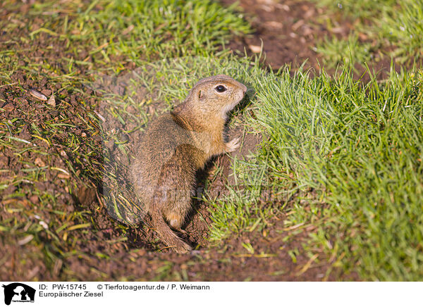 Europischer Ziesel / European ground squirrel / PW-15745