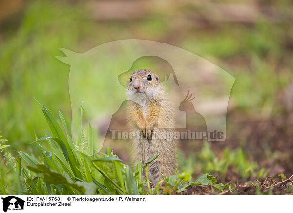 Europischer Ziesel / European ground squirrel / PW-15768