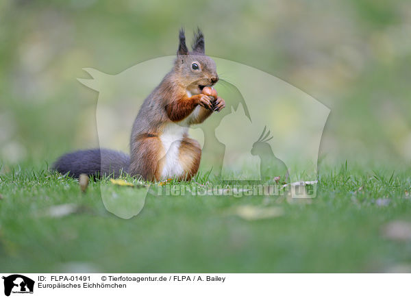 Europisches Eichhrnchen / Eurasian red squirrel / FLPA-01491