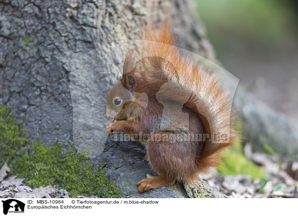 Europisches Eichhrnchen / Eurasian red squirrel / MBS-10984