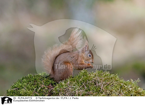 Europisches Eichhrnchen / Eurasian red squirrel / FLPA-04772