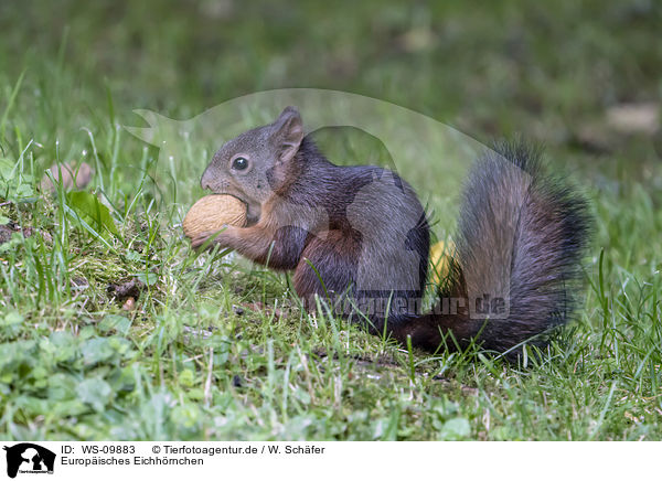 Europisches Eichhrnchen / Eurasian red squirrel / WS-09883