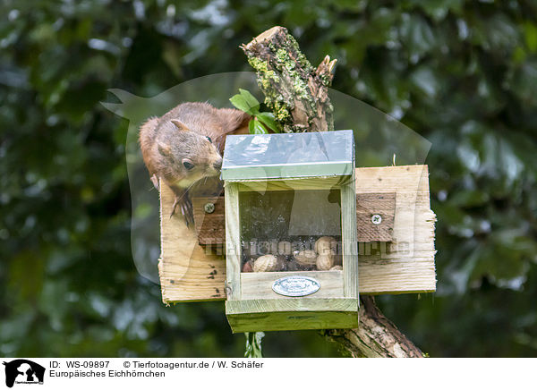 Europisches Eichhrnchen / Eurasian red squirrel / WS-09897
