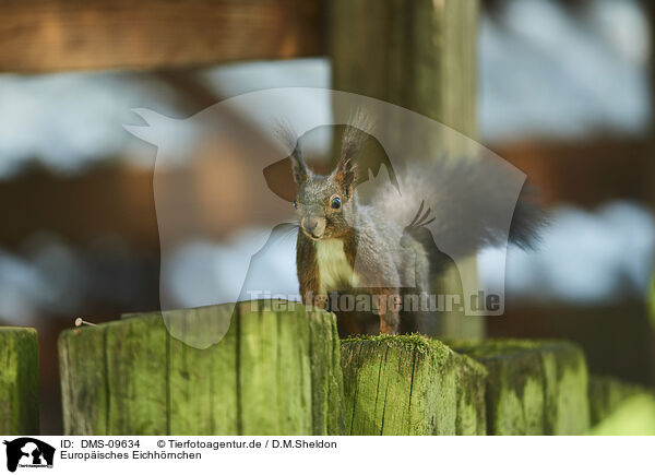 Europisches Eichhrnchen / Eurasian red squirrel / DMS-09634