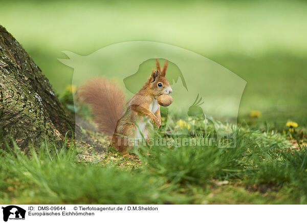 Europisches Eichhrnchen / Eurasian red squirrel / DMS-09644