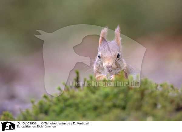 Europisches Eichhrnchen / Eurasian red squirrel / DV-03936