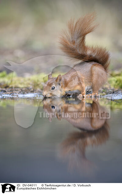 Europisches Eichhrnchen / Eurasian red squirrel / DV-04011